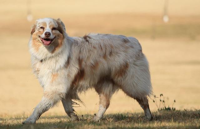 Australian Shepherd playing frisbee outdoors