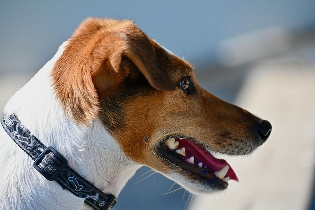 Jack Russell Terrier dog with alert expression