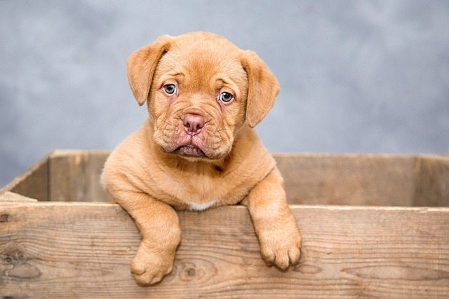 Dogue de Bordeaux standing guard outside a house